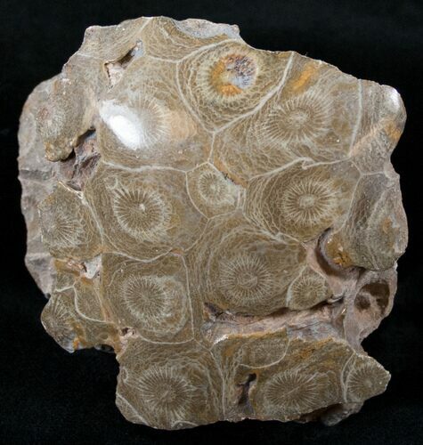 Polished Fossil Coral Head - Very Detailed #14644